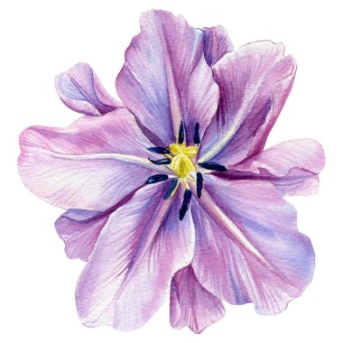 İzole edilmiş beyaz arka planda leylak çiçeği. Suluboya çizimleri. Mor laleler