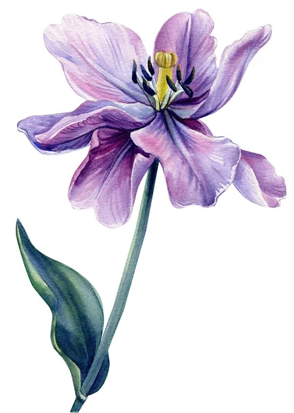 Lilac Flower på en isolerad vit bakgrund. Akvarellillustrationer. Lila tulpaner — Stockfoto