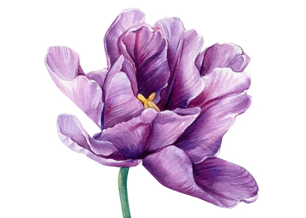 Lilac Flower på en isolerad vit bakgrund. Akvarellillustrationer. Lila tulpaner — Stockfoto