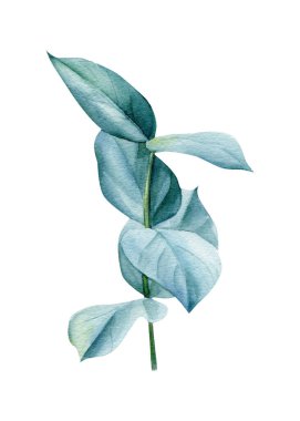 Suluboya okaliptüs yeşil dallar, beyaz arkaplanda izole edilmiş yapraklar