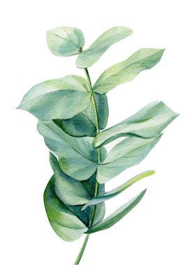 Okaliptüs dalları, beyaz arka planda yeşil yapraklar. Suluboya çizimi