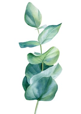 Suluboya okaliptüs yeşil dallar, beyaz arkaplanda izole edilmiş yapraklar