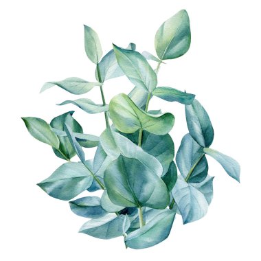 Okaliptüs buketi, beyaz arka planda yapraklar, yeşil tasarım. Suluboya çizimi