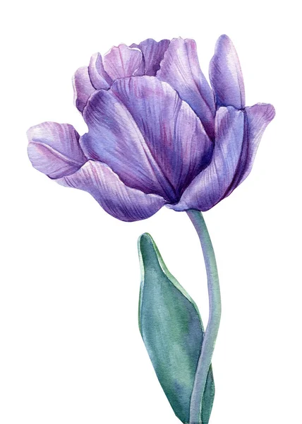 白い背景に青い花を咲かせます。水彩イラスト。紫色のチューリップ — ストック写真