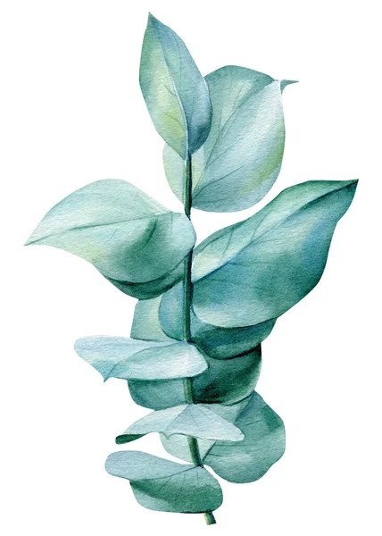 Akwarela eukaliptusa zielone gałęzie, liście na izolowane na białym tle — Zdjęcie stockowe