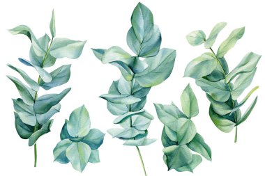 Suluboya okaliptüs yaprakları beyaz arka planda izole edilmiş. Yeşil dalları ayarla