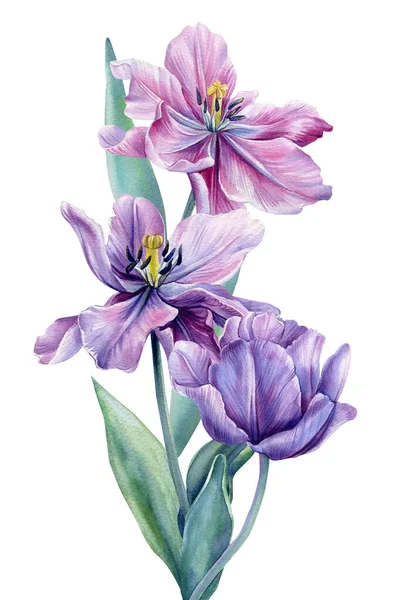 Virágcsokor elszigetelt fehér háttérrel. Akvarell illusztrációk. Lila tulipán — Stock Fotó