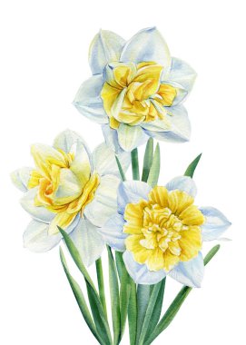 Suluboya çiçekleri beyaz arka planda izole edilmiş nergisler, bahar buketi