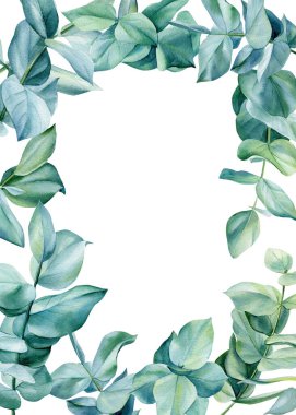 Beyaz arka planda izole edilmiş okaliptüs yaprakları, yeşil tasarım. Suluboya çizimi