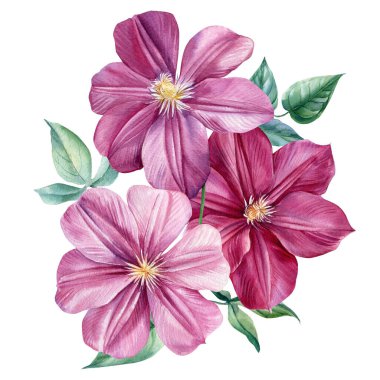 İzole edilmiş beyaz bir zemin üzerinde suluboya buket klematis çiçekleri, botanik illüstrasyon.