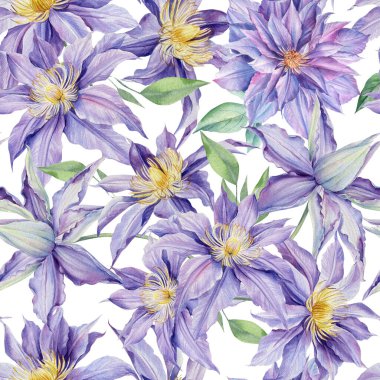 Kusursuz desen. İzole edilmiş arka planda suluboya mor çiçekler, botanik resim. Çiçek tasarımı: Clematis 