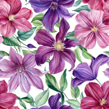 İzole edilmiş arka planda suluboya menekşeler, botanik resimler. Kusursuz desen Clematis 