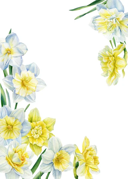 Frame van bloemen narcissen op geïsoleerde op witte achtergrond. Aquarel voorjaar boeket. Wenskaart — Stockfoto