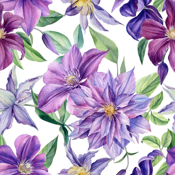 İzole edilmiş arka planda suluboya menekşeler, botanik resimler. Kusursuz desen Clematis 