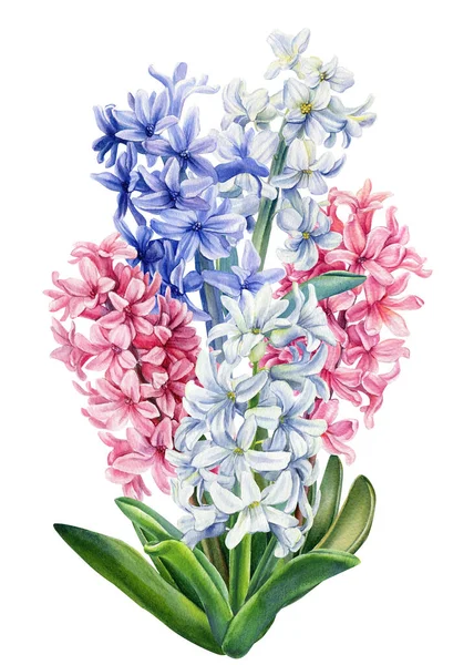 Bahar buketi. İzole edilmiş beyaz arkaplanda çiçek sümbülleri, suluboya botanik illüstrasyon. 
