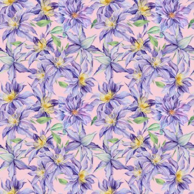 İzole edilmiş arka planda suluboya menekşeler, botanik resimler. Kusursuz desen Clematis 