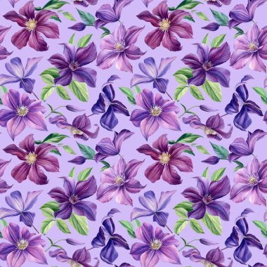 Kusursuz desen. İzole edilmiş arka planda suluboya mor çiçekler, botanik resim. Çiçek tasarımı: Clematis 