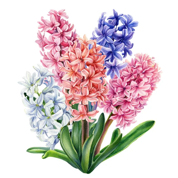 Bahar buketi. İzole edilmiş beyaz arkaplanda çiçek sümbülleri, suluboya botanik illüstrasyon. 
