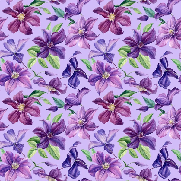 Kusursuz desen. İzole edilmiş arka planda suluboya mor çiçekler, botanik resim. Çiçek tasarımı: Clematis 