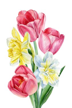 İzole edilmiş beyaz arka planda buket çiçekleri, laleler ve nergisler, suluboya botanik illüstrasyon, tebrik kartı