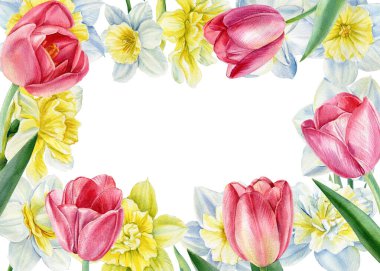 Kareler, laleler ve nergisler izole edilmiş beyaz arka plan, suluboya botanik illüstrasyon, tebrik kartı