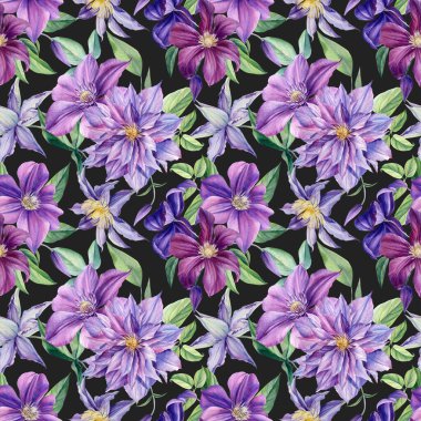 İzole edilmiş arka planda suluboya menekşeler, botanik resimler. Kusursuz desen Clematis 