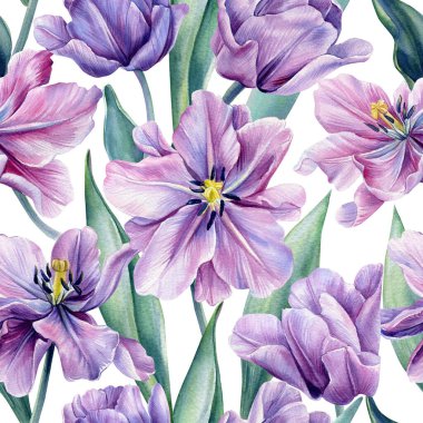 İzole bir zemin üzerinde çiçeksiz lale deseni, suluboya çiçekler..