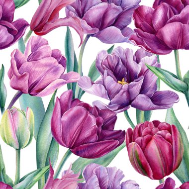 İzole bir zemin üzerinde çiçeksiz lale deseni, suluboya çiçekler..