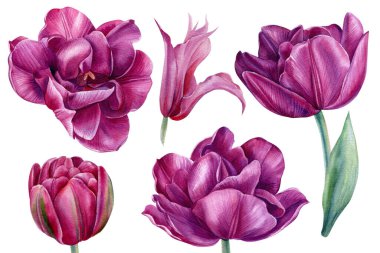 Çiçek lalelerini ayarlayın, beyaz arka planda suluboya boyayla boyanmış.