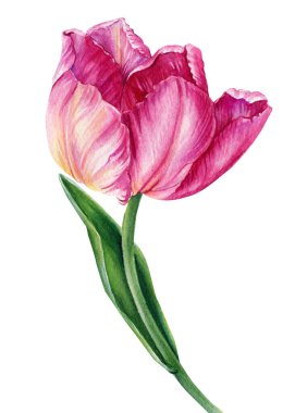 İzole edilmiş beyaz arkaplanda suluboya pembe lale, botanik illüstrasyon