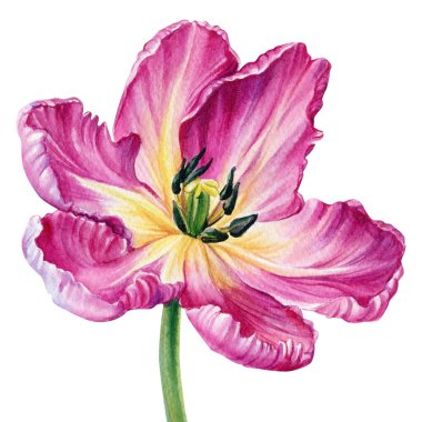 İzole edilmiş beyaz arkaplanda suluboya pembe lale, botanik illüstrasyon