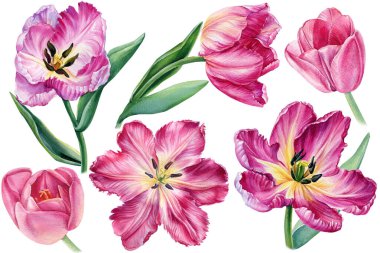 Pembe çiçekler, izole edilmiş beyaz arka planda laleler, suluboya olarak botanik illüstrasyon