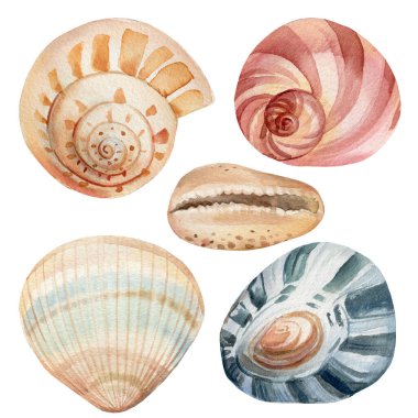 İzole edilmiş beyaz arkaplanda suluboya deniz kabukları, deniz çizimleri