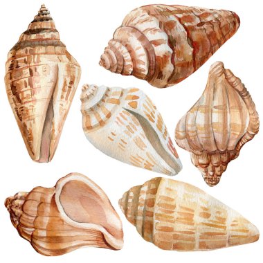 İzole edilmiş beyaz arka planda deniz kabukları, deniz suluboya çizimleri