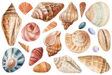 İzole edilmiş beyaz arkaplanda deniz kabukları, suluboya çizimi, deniz zirvesi