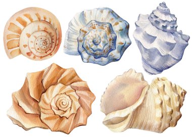 Set Seashells on isolated white background, watercolor illustration clipart