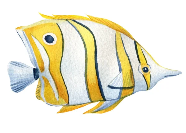 Ψάρια σε ένα απομονωμένο λευκό φόντο, υδατογραφία εικονογράφηση — Φωτογραφία Αρχείου