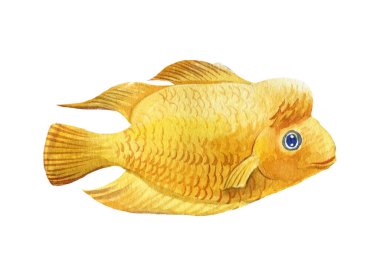 İzole edilmiş beyaz arkaplanda sarı balık, suluboya çizimi