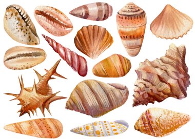 İzole edilmiş beyaz arkaplanda deniz kabukları, suluboya resimleme