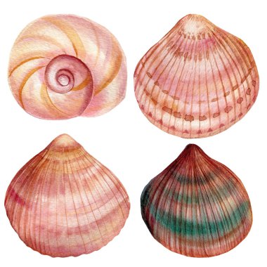 İzole edilmiş deniz kabukları seti. Suluboya el sualtı yaşamını çiziyor 