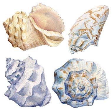 İzole edilmiş deniz kabukları seti. Suluboya el sualtı yaşamını çiziyor 