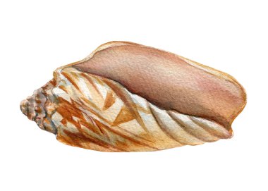 Deniz kabukları suluboya, beyaz arka planda izole edilmiş el çizimleri. Yaz mevsimi zirvesi