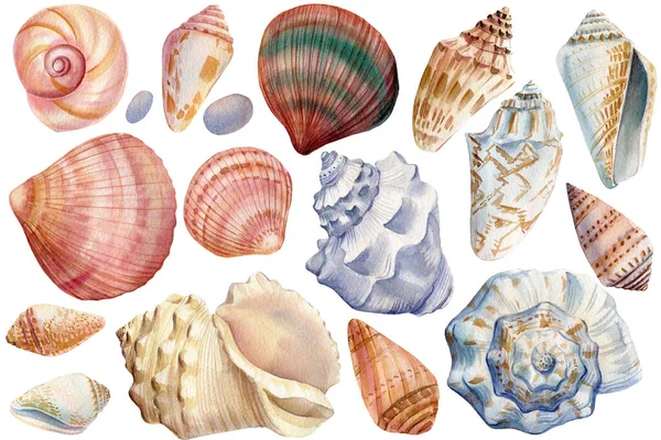 Set of seashells isolated background. Watercolor hand drawing underwater life — Stock Photo, Image