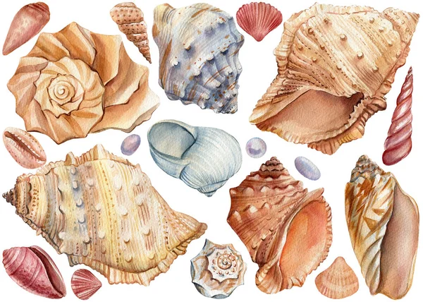 Seashells akvarel, ručně kreslené ilustrace izolované na bílém pozadí. Letní mořské klima — Stock fotografie