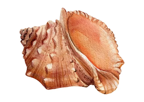 Acuarela de conchas marinas, ilustraciones dibujadas a mano aisladas sobre fondo blanco. Clipart de verano mar —  Fotos de Stock