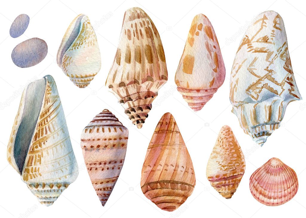 Set of seashells isolated background. Watercolor hand drawing underwater life 