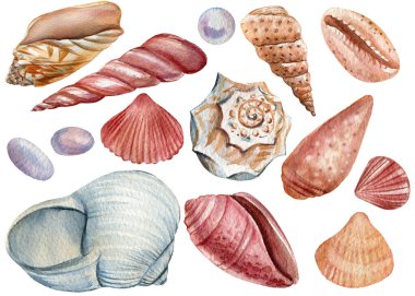 İzole edilmiş beyaz bir zemin üzerinde deniz kabukları seti, el çizimi