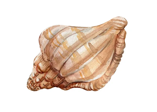 Acquerello dipinto a mano Seashells su sfondo bianco isolato — Foto Stock
