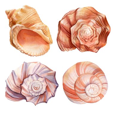 İzole edilmiş suluboya deniz kabukları kümesi. 