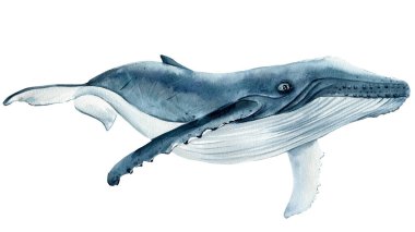 whale on isolated white background, watercolor illustration clipart